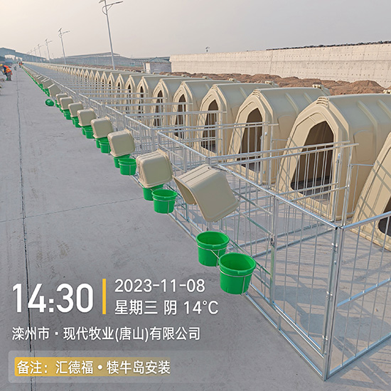 犊牛岛图片2